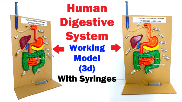 How To Make Human Digestive System Working Model 3d Using Syringes
