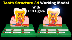 Working Model Tooth How to Make Tooth Structure 3D Working Model – Exhibition - Science ...