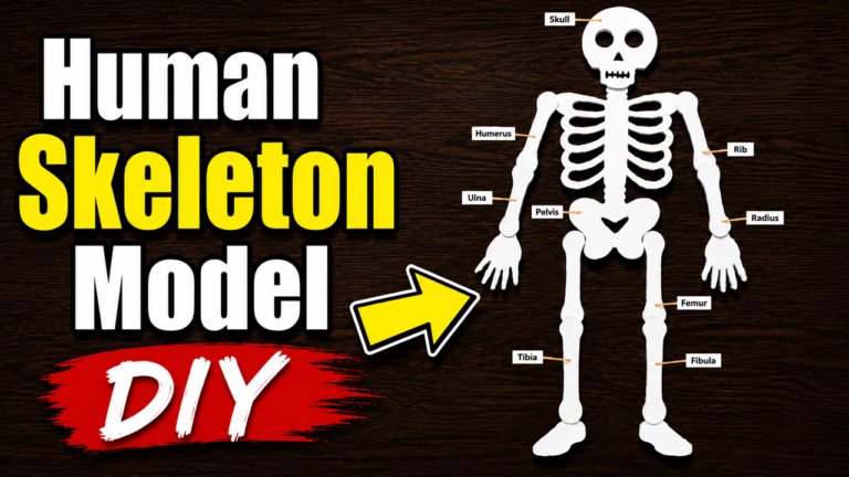 How To Make Human Skeleton Model DIY – Biology Project for Science ...